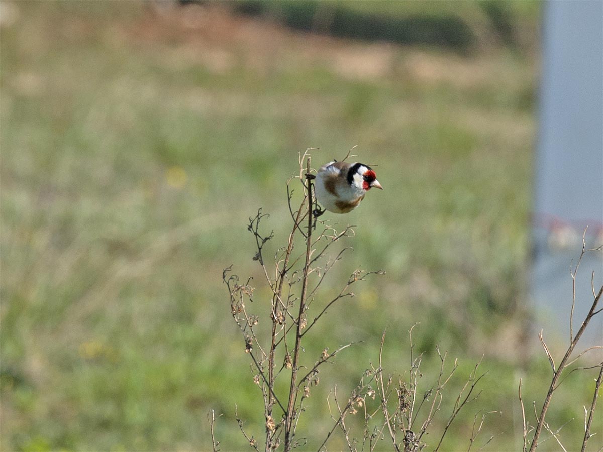 Carduelis carduelis